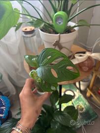 Talea di Monstera monkie mask