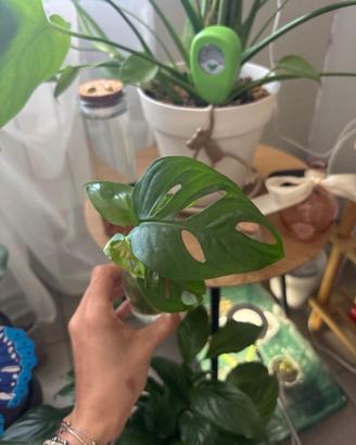 Talea di Monstera monkie mask