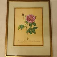 Stampe arte botanica