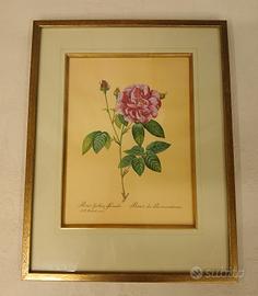 Stampe arte botanica