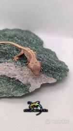Geco Ciliatus ID: FOxAN-U11-20260725