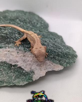 Geco Ciliatus ID: FOxAN-U11-20260725