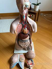 Modello di anatomia corpo umano