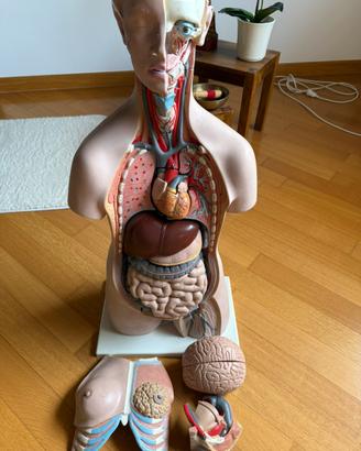 Modello di anatomia corpo umano