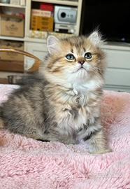 Gattina British longhair con pedigree
