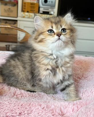 Gattina British longhair con pedigree