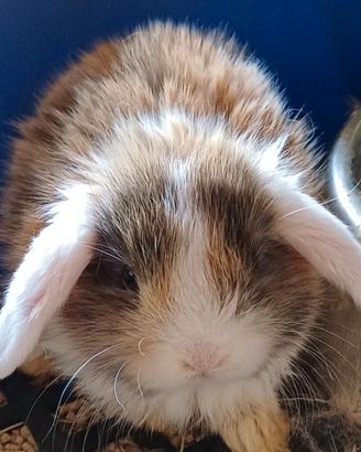 Piccoli arietini disponibili