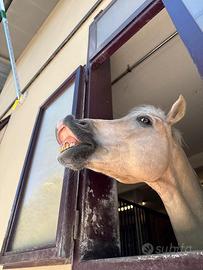 Pony palomino 10 anni