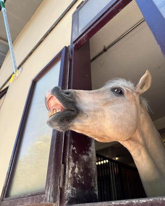 Pony palomino 10 anni
