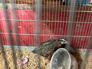 Coppia quaglie cinesi