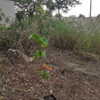 PIANTE