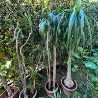 Piante da giardino