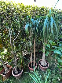 Piante da giardino