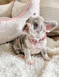 BULLDOG FRANCESE MERLE CUCCIOLA FEMMINA - pag rate