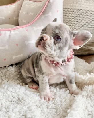 BULLDOG FRANCESE MERLE CUCCIOLA FEMMINA - pag rate