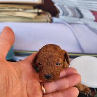 Barboncini mini mini toy