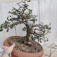 Fillirea Araki Prebonsai