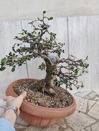 Fillirea Araki Prebonsai