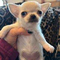 Cucciola Chihuahua (possibile consegna)
