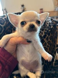 Cucciola Chihuahua (possibile consegna)