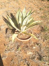 agave