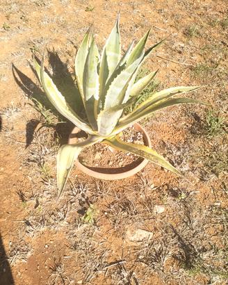 agave