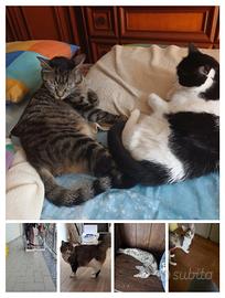 Gatti adulti e gattino e gattini