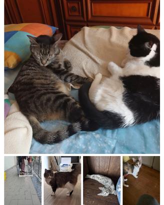 Gatti adulti e gattino e gattini