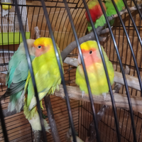 Inseparabili