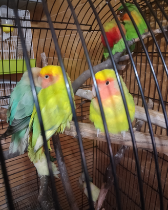 Inseparabili
