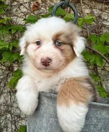 Cucciolo pastore australiano