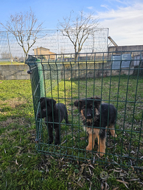 Pastore Tedesco Con Pedigree