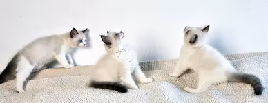 Cuccioli ragdoll