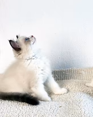 Cuccioli ragdoll