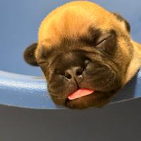 Bulldog francesi