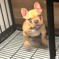 Bulldog francese