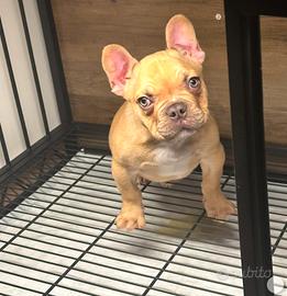 Bulldog francese