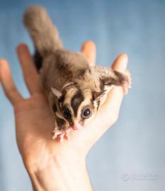 Adozione Coppia Petauri dello zucchero