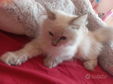 Gatto siberiano