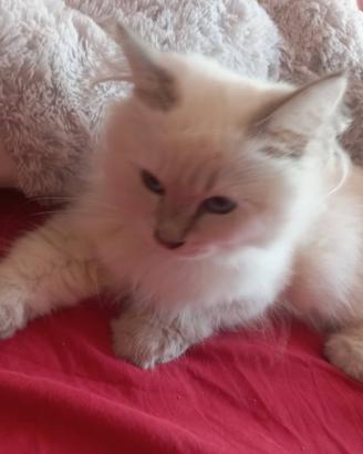 Gatto siberiano