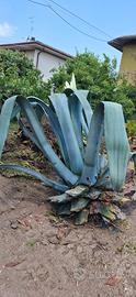 Agave Americana