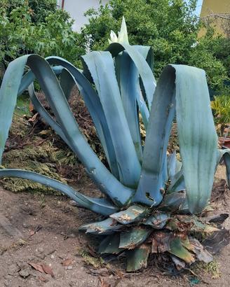 Agave Americana