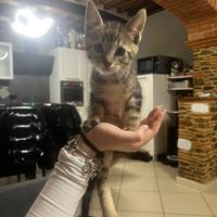 Cuccioli di Maine coon