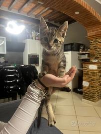 Cuccioli di Maine coon