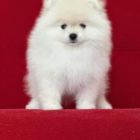 Volpini Pomerania
