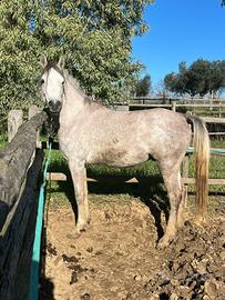 pensione per cavallo 