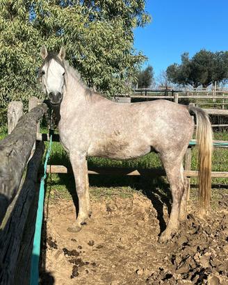 pensione per cavallo 