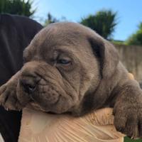 Cucciolo cane corso