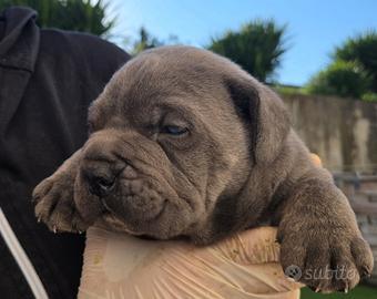 Cucciolo cane corso