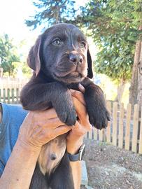 labrador con pedigree 
